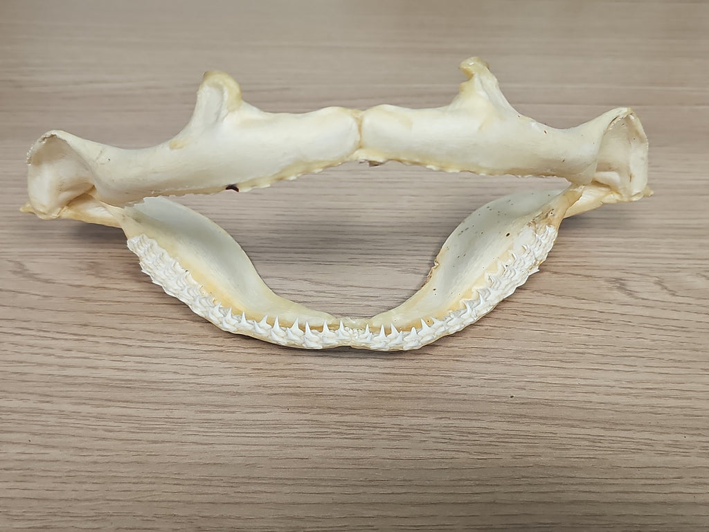Mâchoire de requin ancien, dents visibles, vintage déco cabinet curiosités