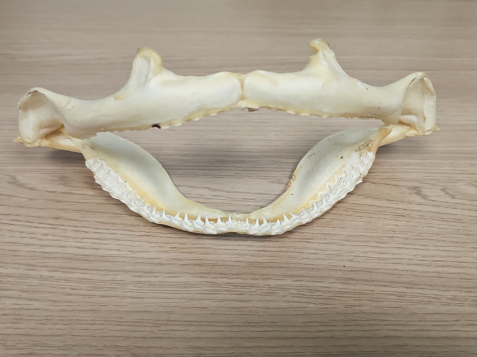 Mâchoire de requin ancien, dents visibles, vintage déco cabinet curiosités