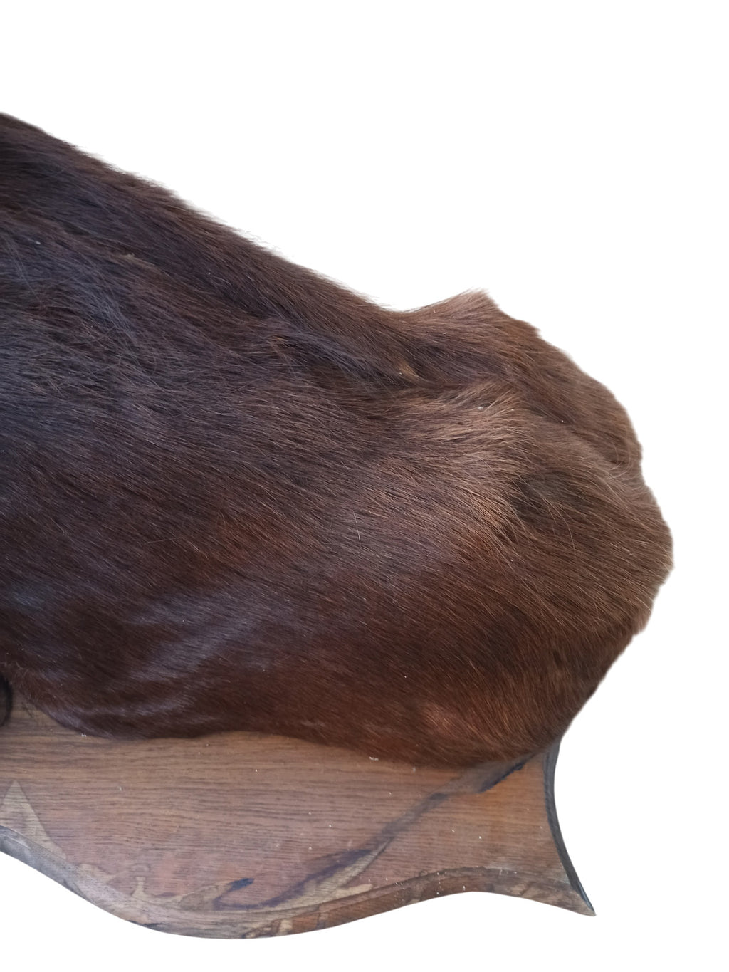 Très rare taxidermie Cabinet de curiosité grande tête trophée Cheval 1 mètre