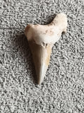 Dent fossile requin aspect beige blanc fossile naturel