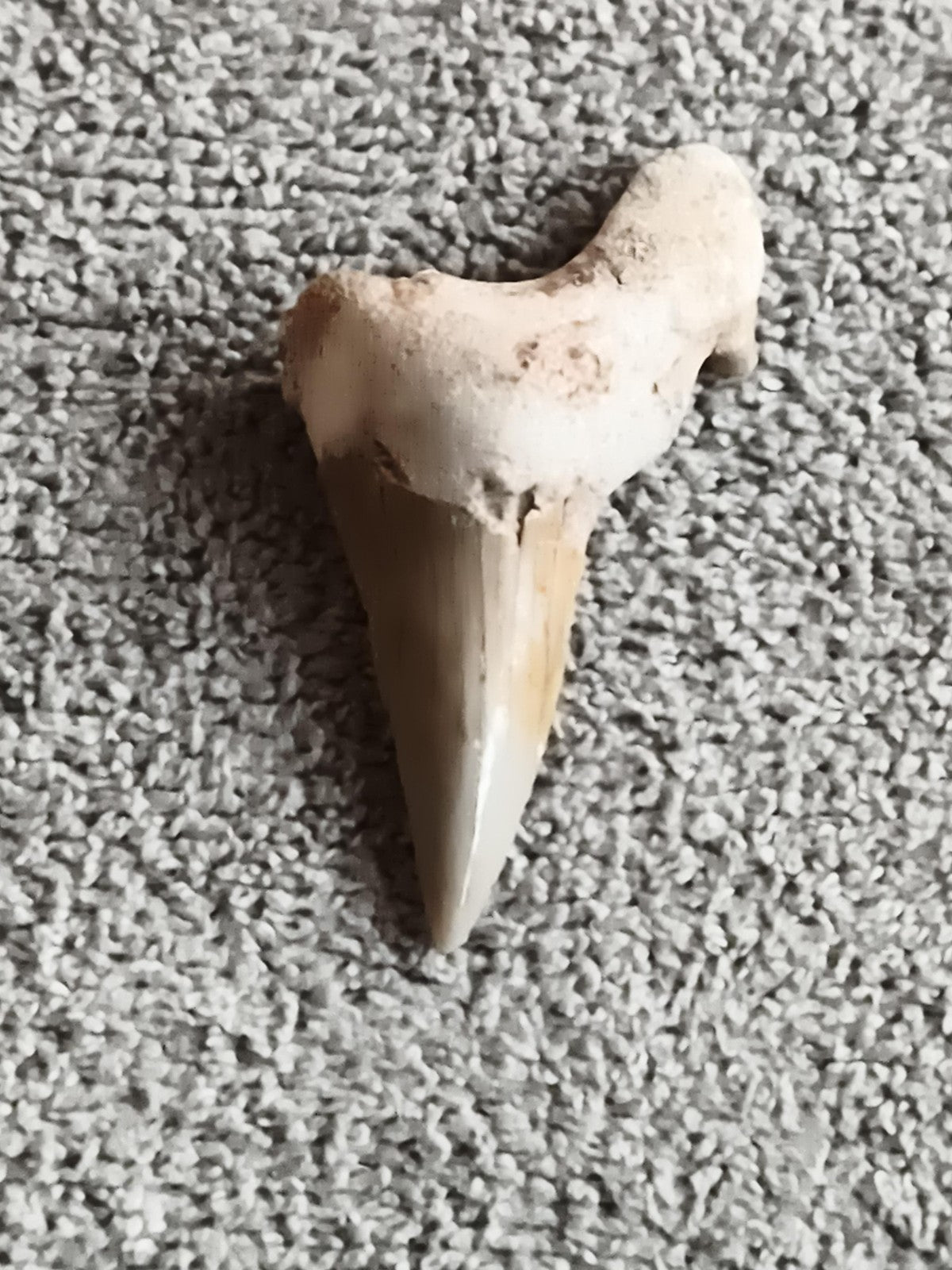 Dent fossile requin aspect beige blanc fossile naturel