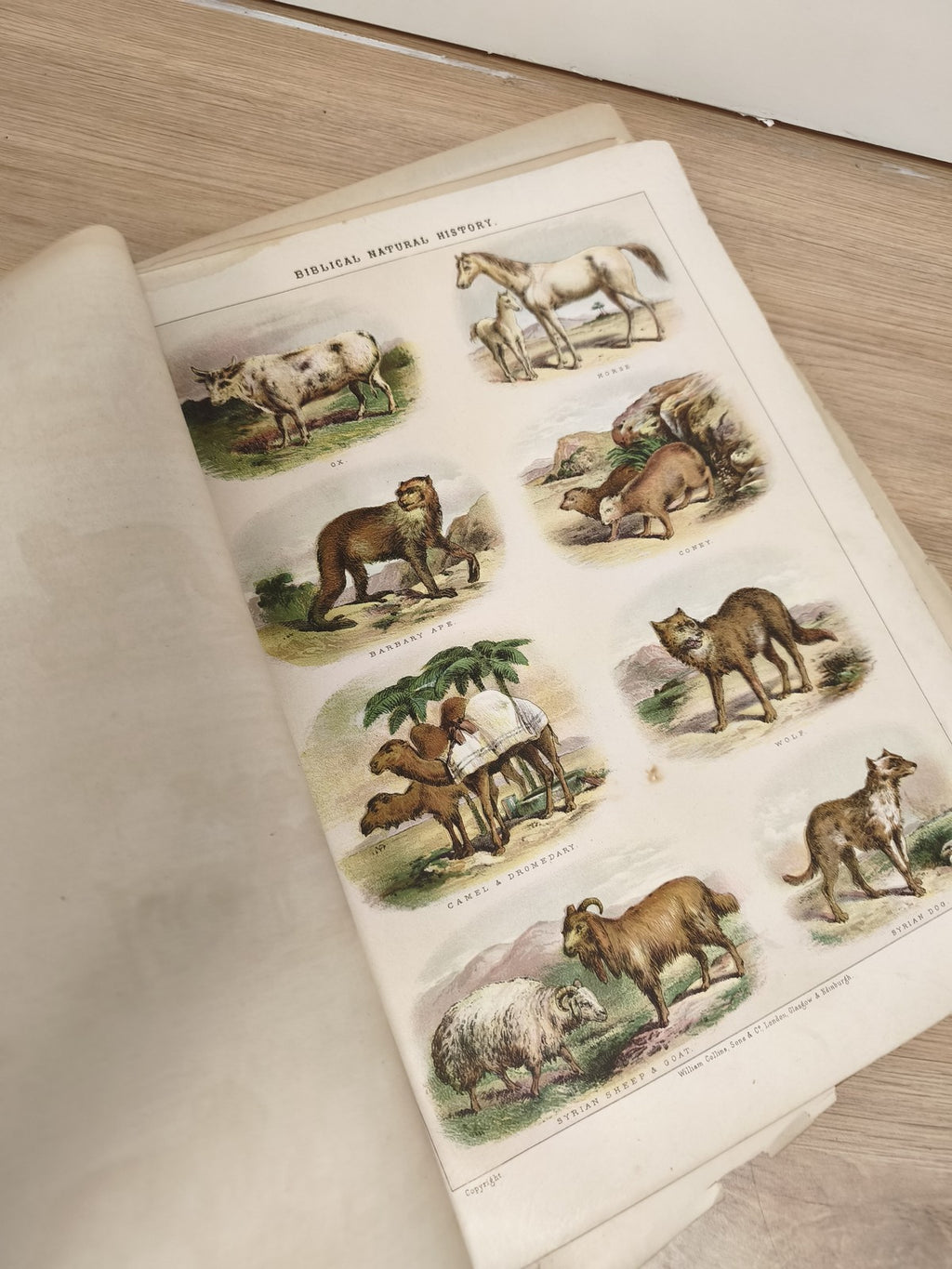Lot d?images anciennes animaux, planches illustrées, classeur ornithologie vinta