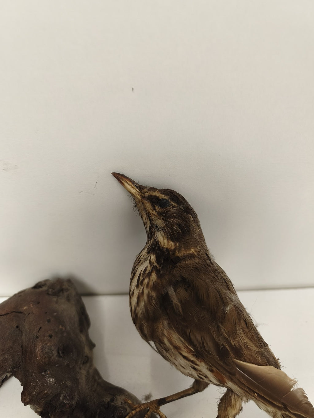 Taxidermie ancienne vintage grive mauvis naturalisée oiseau déco collection