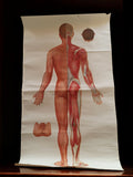Affiche anatomique médecine chinoise planche murale acupuncture