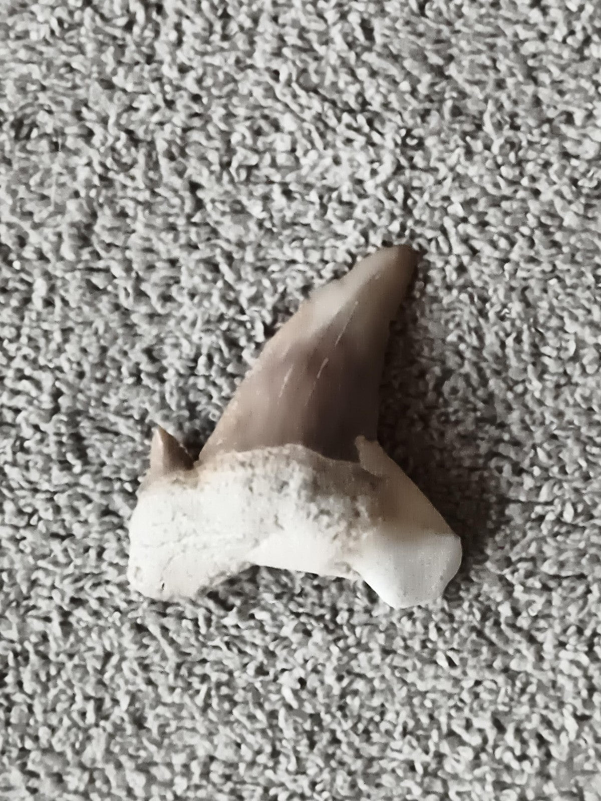 Fossile dent de requin authentique teinte beige gris minéraux