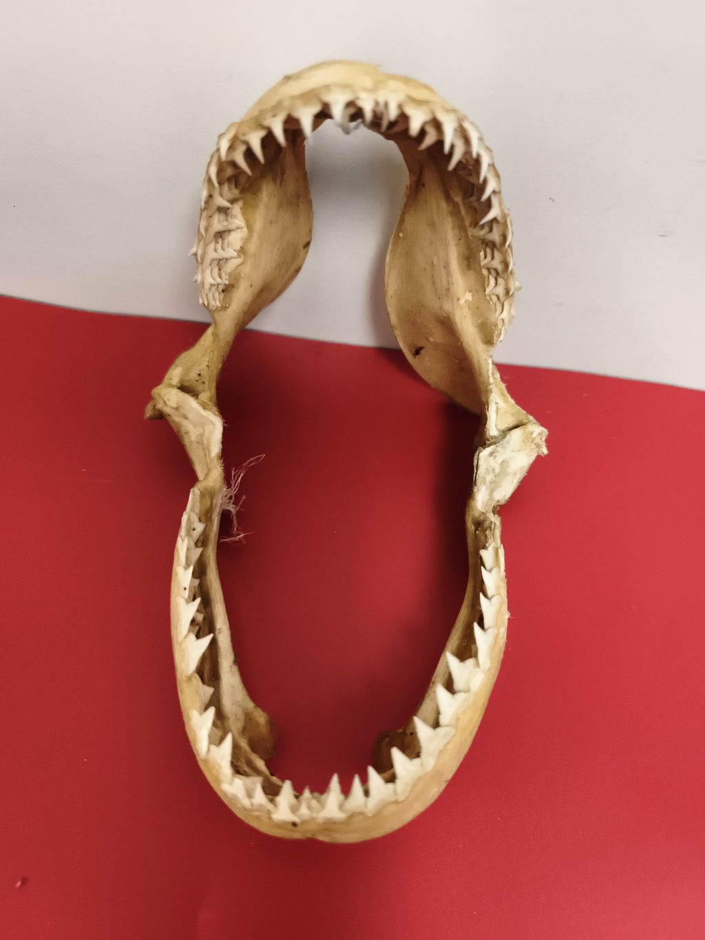 Mâchoire ancienne taxidermie requin dents visibles déco cabinet curiosités