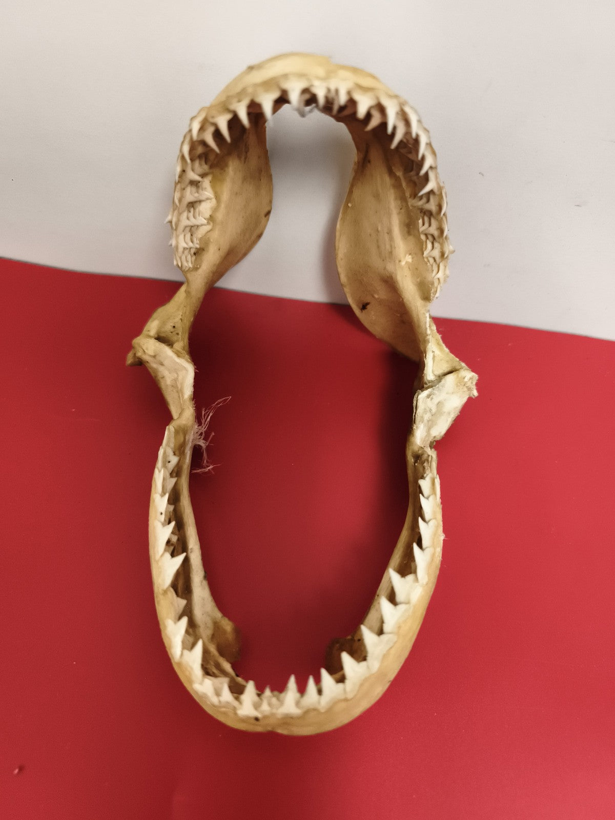 Mâchoire ancienne taxidermie requin dents visibles déco cabinet curiosités