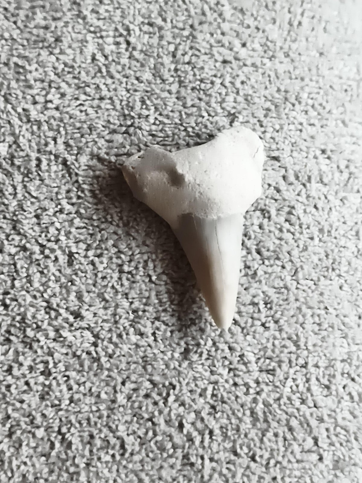 Fossile dent de requin triangulaire aspect blanc gris pièce naturaliste