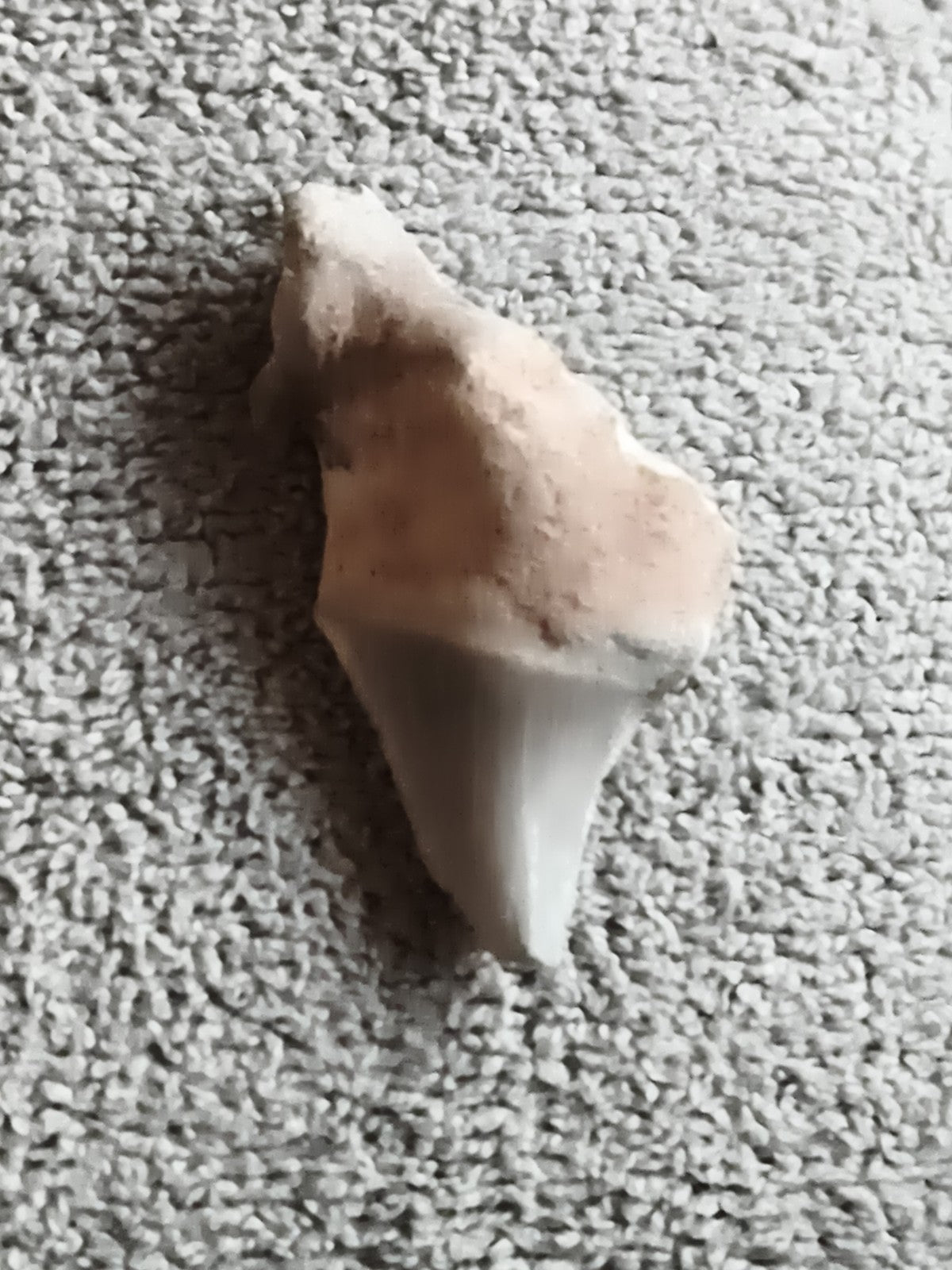 Fossile dent de requin aspect beige gris minéral préhistorique