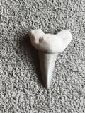 Dent fossile de requin triangulaire teinte claire paléontologie déco