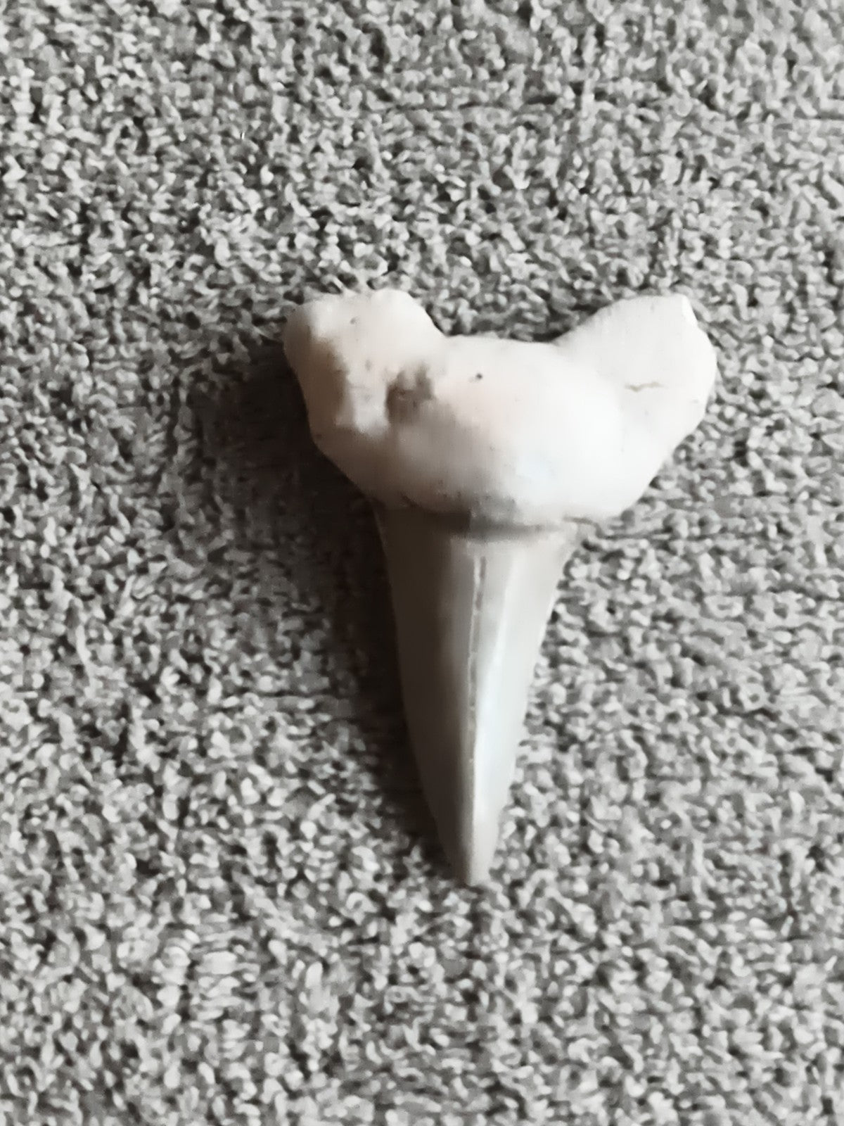 Dent fossile de requin triangulaire teinte claire paléontologie déco