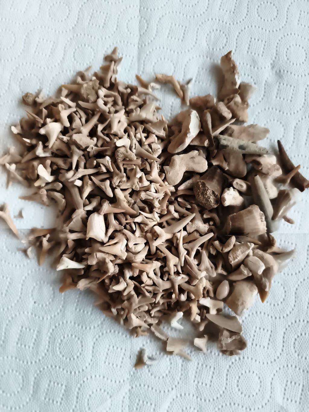 Gros lot dents de requin fossiles naturelles, couleurs beige marron, fossiles au