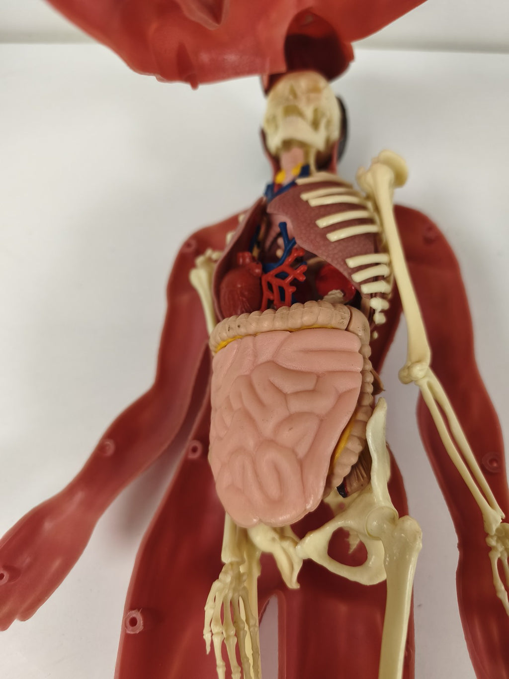 Modèle anatomique humain articulé muscles et squelette, figurine pédagogique