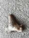 Fossile dent de requin aspect naturel minéral paléontologie