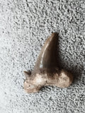 Fossile dent de requin aspect lustré teinte brune minéralisée