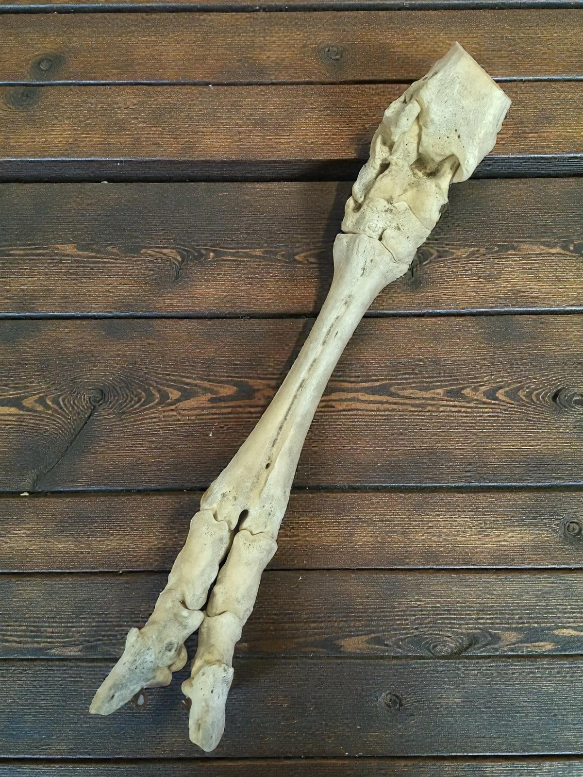Segment de jambe squelette cheval ancien, os naturel taxidermie vintage curiosit