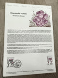Lettre FDC Chanterelle violette Gomphus clavatus timbre France 3,00 philatélie