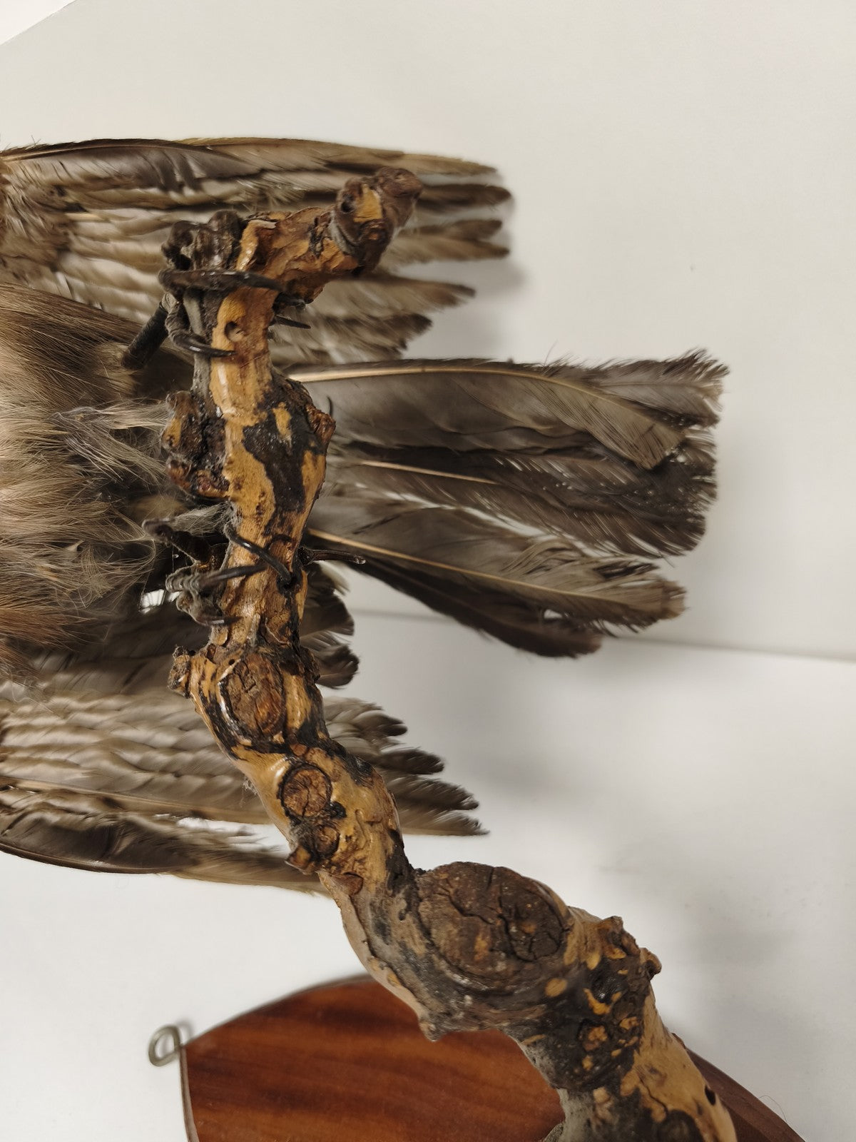 Taxidermie ancienne geai des chênes vintage oiseau naturalisé déco collection