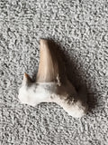 Fossile dent de requin aspect beige strié, spécimen naturel
