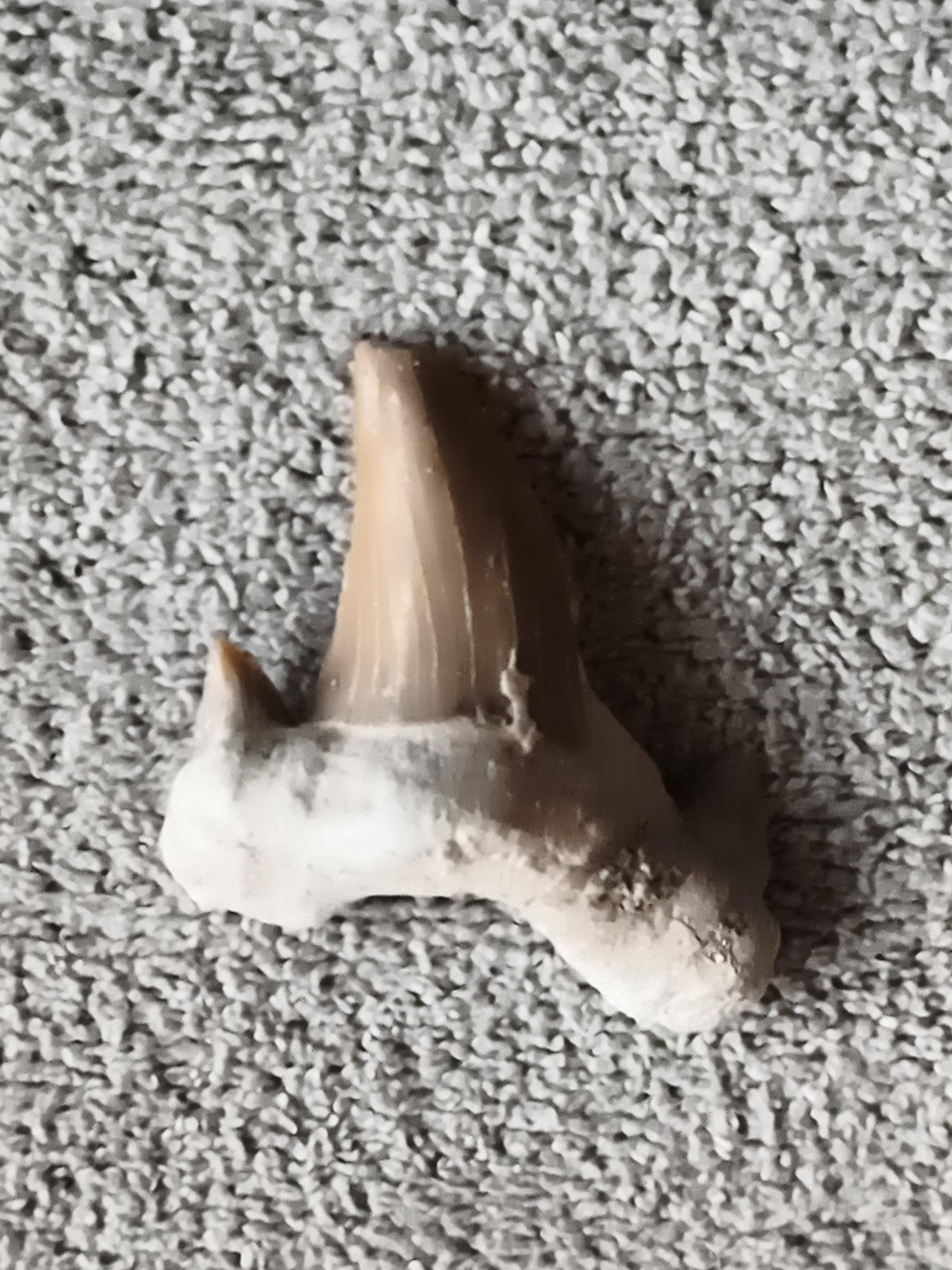 Fossile dent de requin aspect beige strié, spécimen naturel