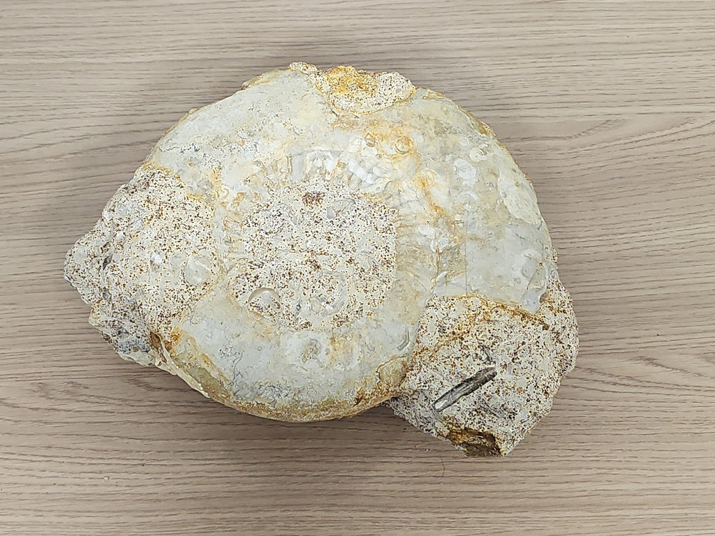 Grande ammonite fossilisée authentique du Texas pierre naturelle décoration