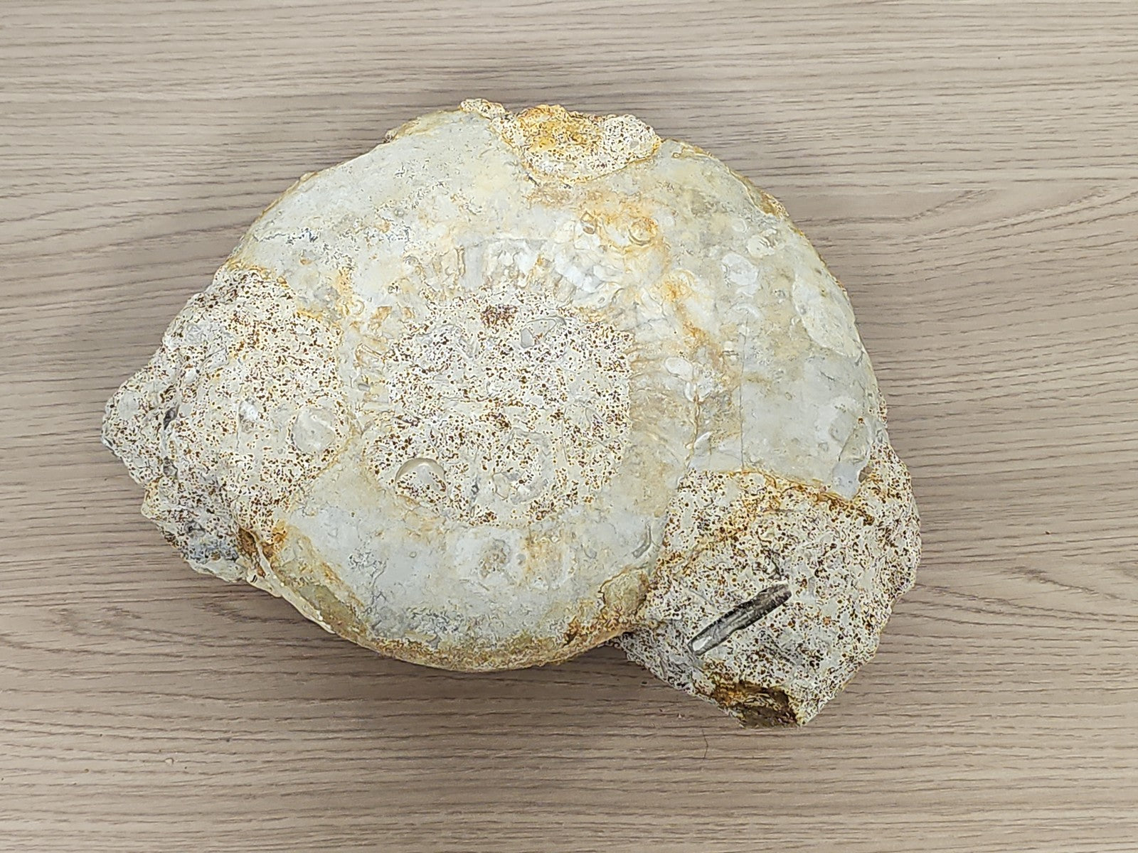 Grande ammonite fossilisée authentique du Texas pierre naturelle décoration