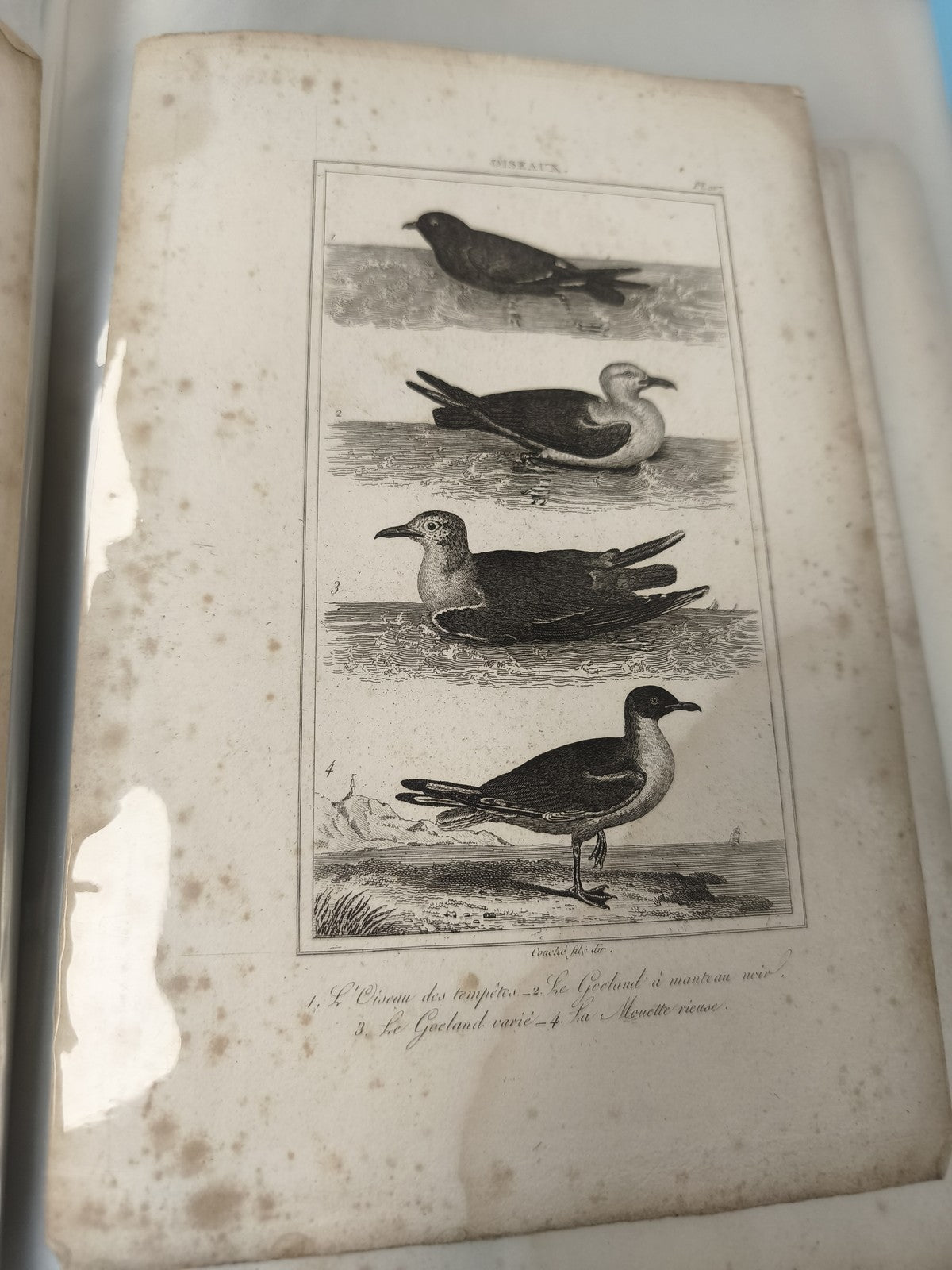 Ancienne gravure XIXe oiseau animalier, planche illustrée oiseaux marins déco