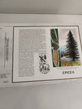 Feuillet philatélique CEF Épicéa 1985 France timbre illustré botanique