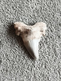 Fossile dent de requin grise aspect pierre naturelle océan paléontologie