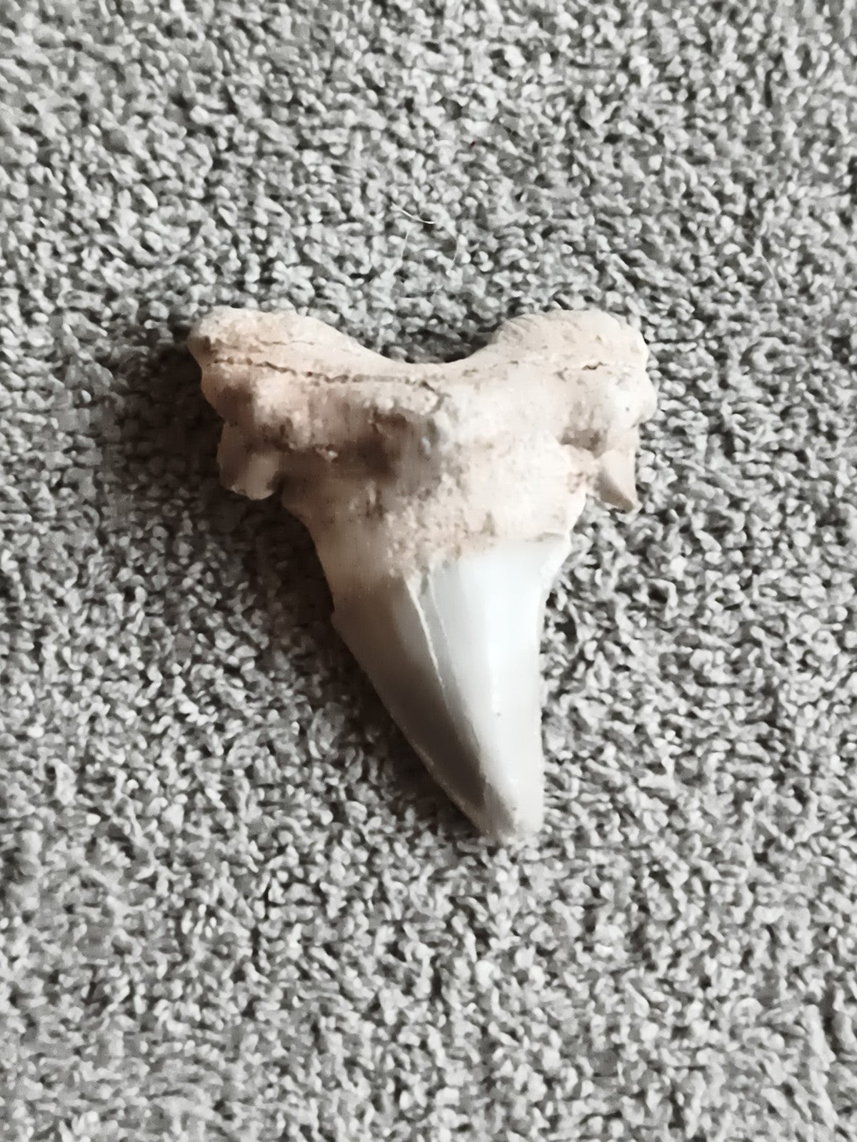 Fossile dent de requin grise aspect pierre naturelle océan paléontologie