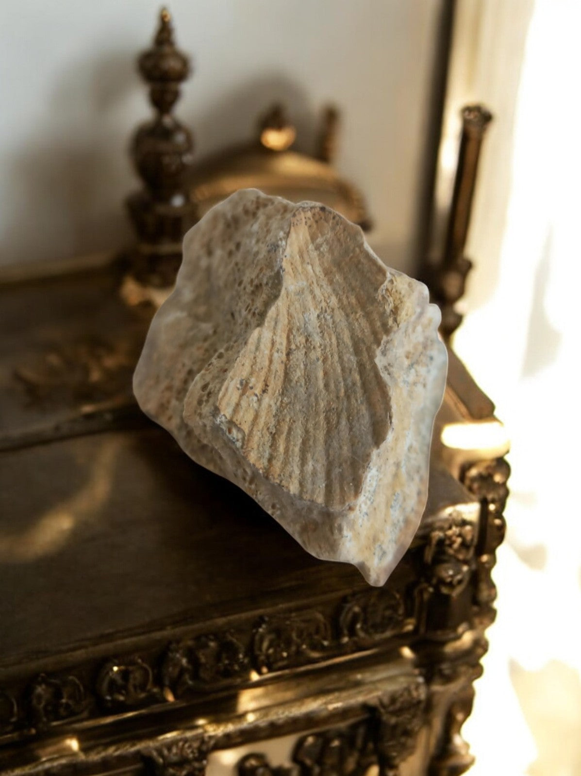 Fossile coquillage empreinte naturelle – pierre sédimentaire décor minéral