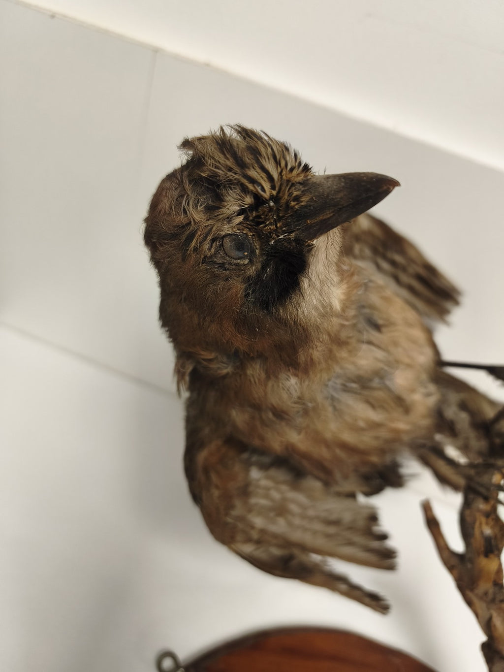Taxidermie ancienne geai des chênes vintage oiseau naturalisé déco collection