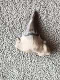 Fossile dent de requin avec matrice, teinte grise naturelle