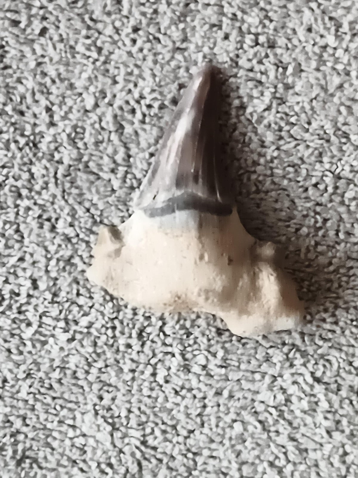Fossile dent de requin avec matrice, teinte grise naturelle