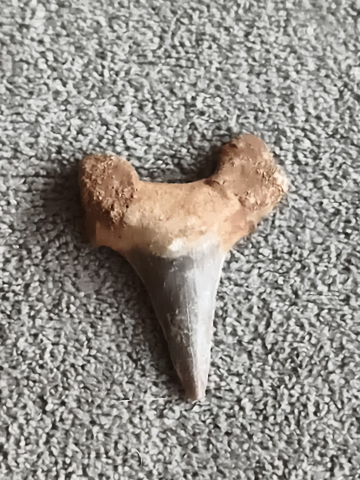 Fossile dent de requin triangulaire bicolore aspect naturel paléontologie