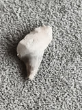 Fossile dent de requin aspect beige minéral paléontologie pièce authentique