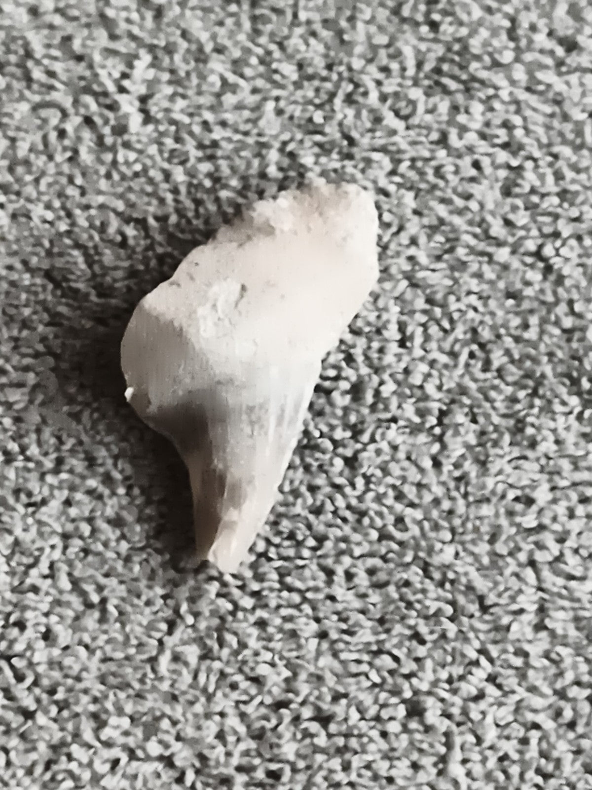 Fossile dent de requin aspect beige minéral paléontologie pièce authentique