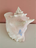 Coquillage décoratif conque tropicale XL, coquille marine, strombe, déco