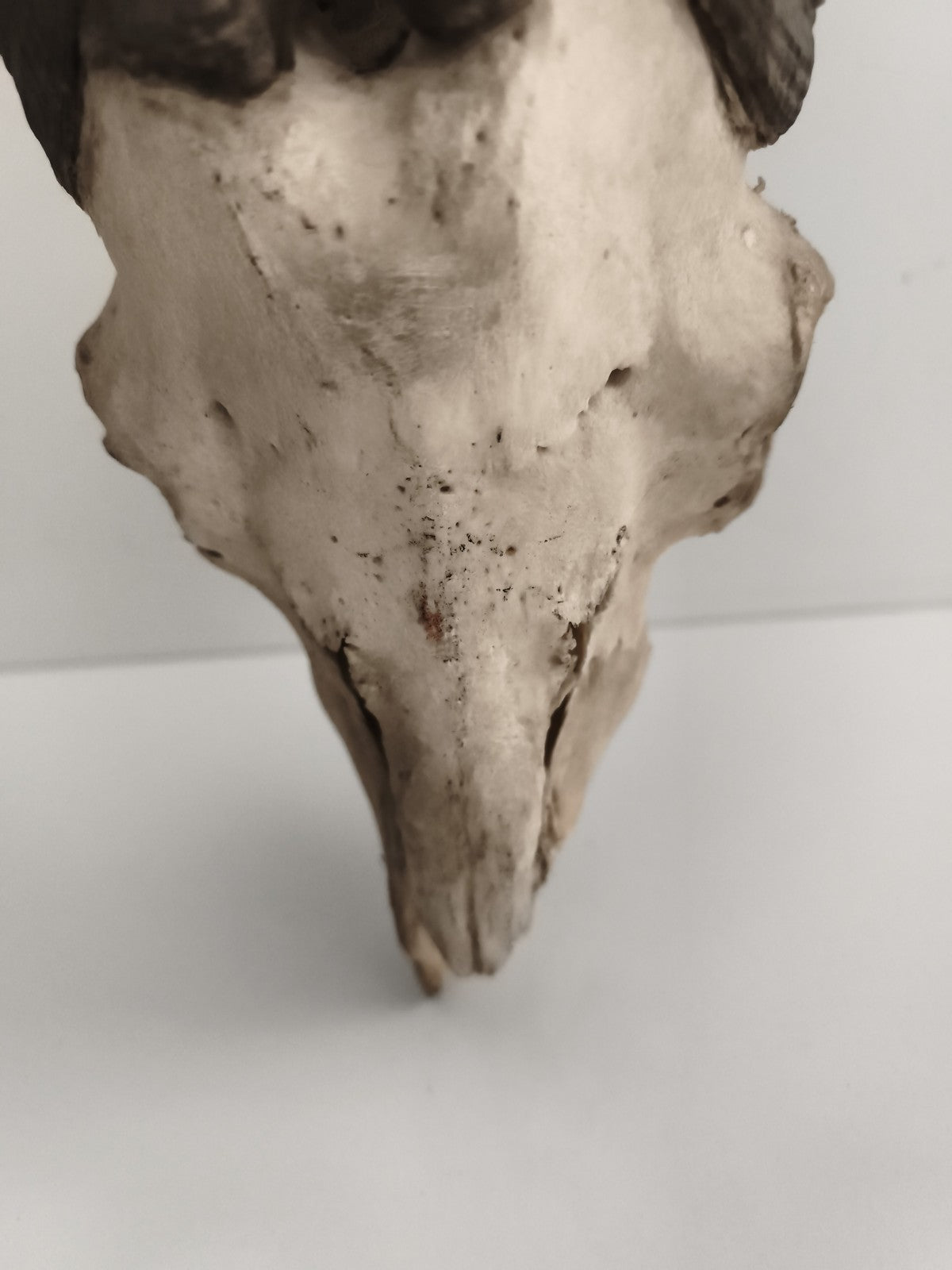 Crâne ancien avec très grandes cornes spirales taxidermie déco naturelle