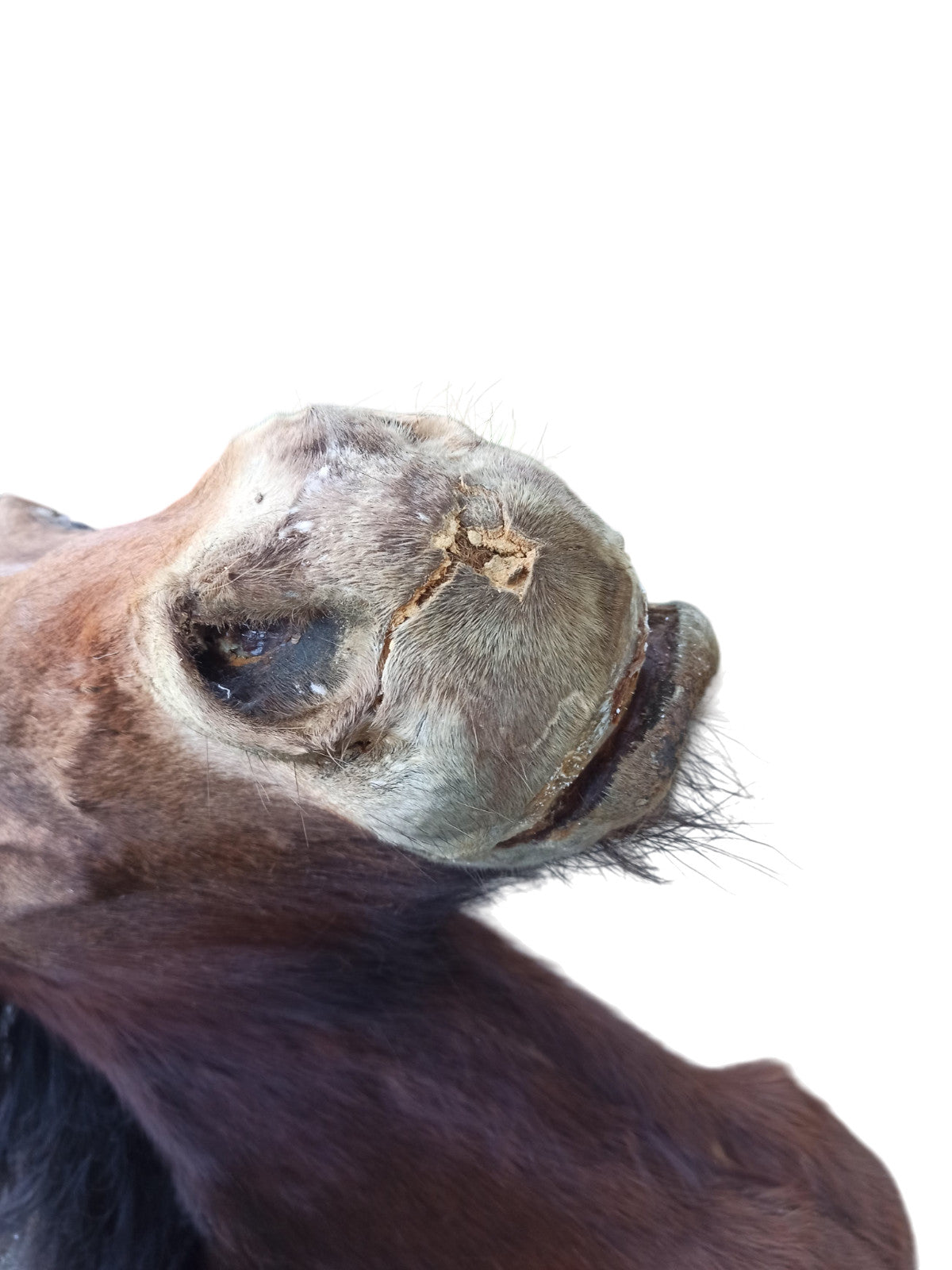 Très rare taxidermie Cabinet de curiosité grande tête trophée Cheval 1 mètre