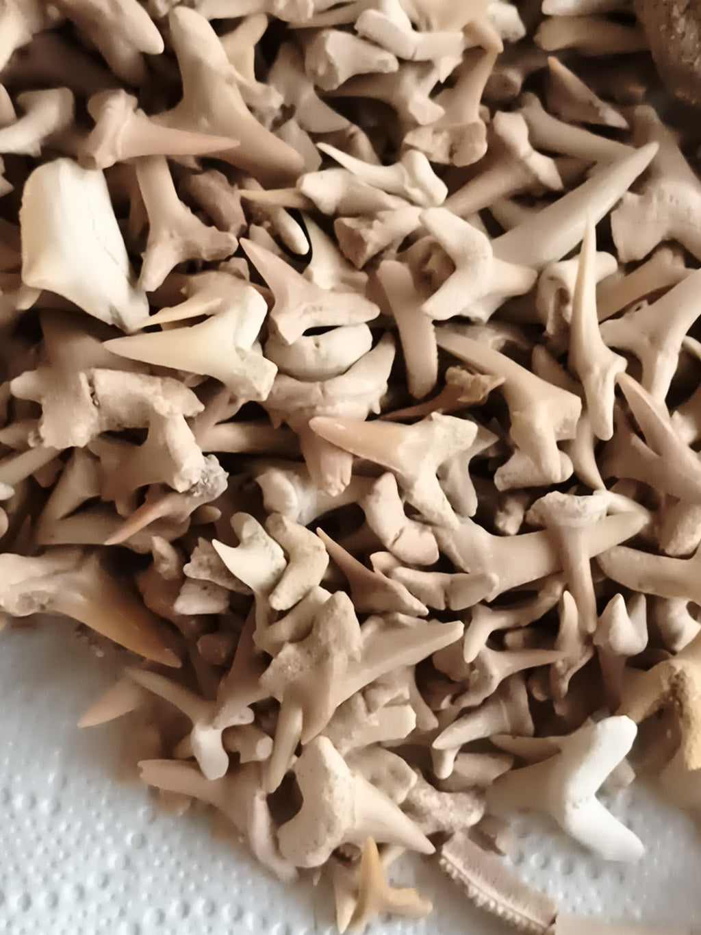 Gros lot dents de requin fossiles naturelles, couleurs beige marron, fossiles au