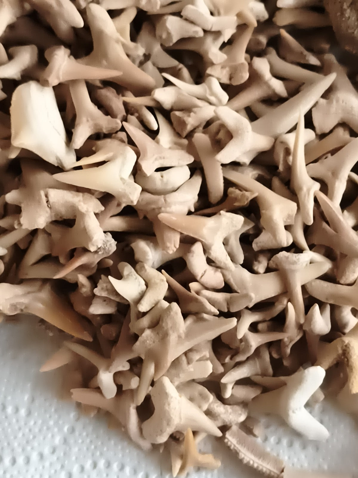 Gros lot dents de requin fossiles naturelles, couleurs beige marron, fossiles au
