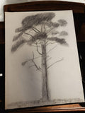 Dessin ancien arbre signé Philippon, art vintage rétro, graphite original