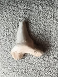 Fossile dent de requin aspect minéral, teinte beige blanc, curiosité déco