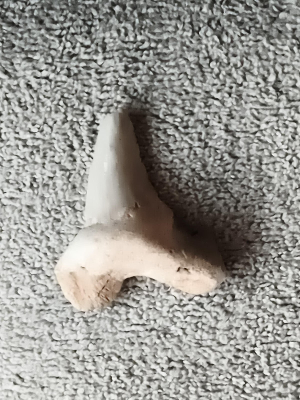 Fossile dent de requin aspect minéral, teinte beige blanc, curiosité déco