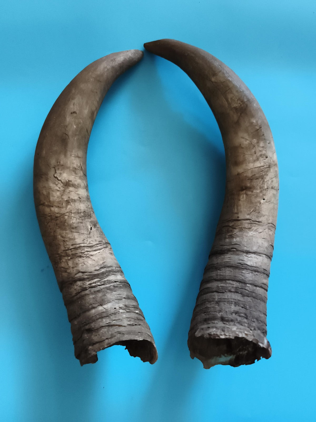 Paire de cornes anciennes taxidermie décor rustique naturel animal