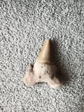 Fossile dent de requin naturelle, teinte beige, spécimen minéralogique