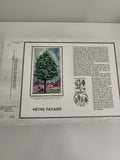 Feuillet CEF Hêtre Fayard philatélie timbre illustré France oblitéré forêt