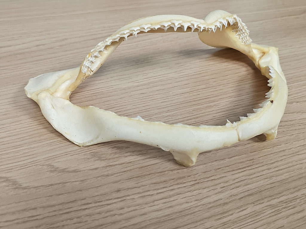 Mâchoire de requin ancien, dents visibles, vintage déco cabinet curiosités