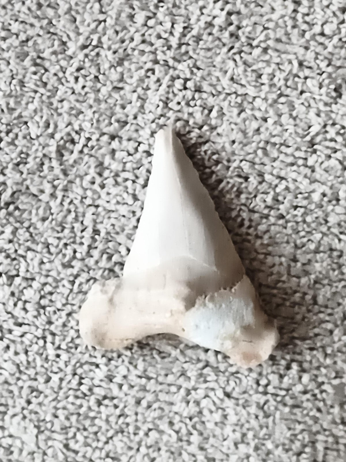Fossile dent de requin triangulaire teinte claire minéralisée